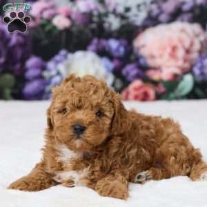 Tommy, Miniature Poodle Puppy